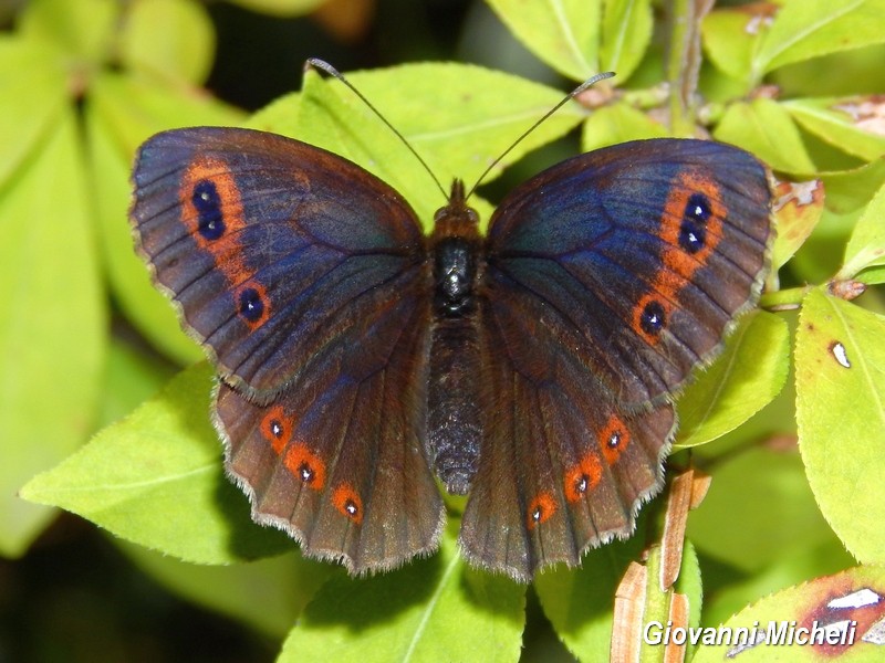 Erebia 1 da ID - Erebia euryale